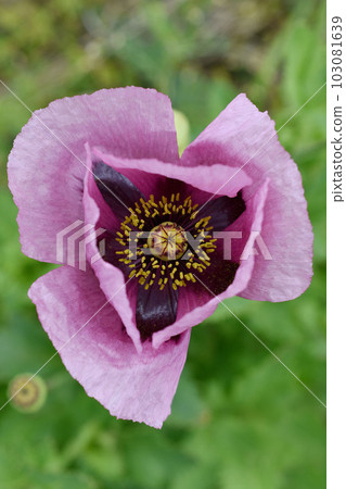 Poppy flower Poppy flower 103081639