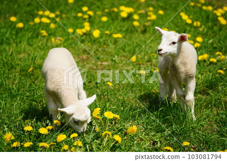 lambs playing outside lambs playing outside 103081794