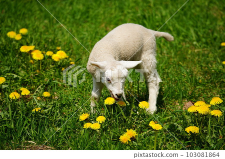 小羊在外面玩耍 103081864