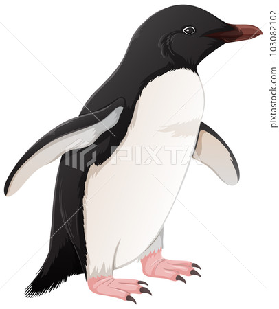 Adelie Penguin on White Background Adelie Penguin on White Background 103082102