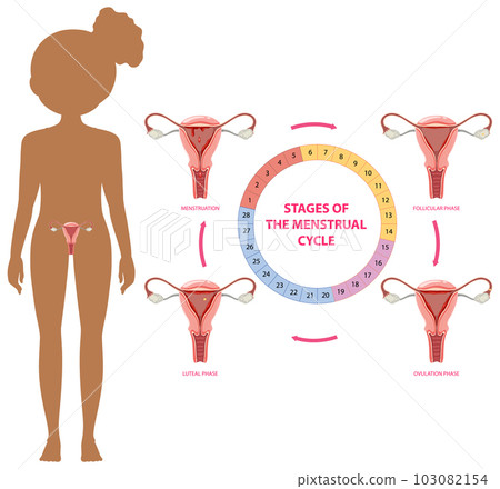 Stages of the Menstrual Cycle Concept Stages of the Menstrual Cycle Concept 103082154