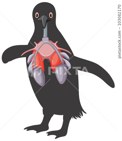Penguin respiratory system cartoon-插圖素材 [103082170] - PIXTA圖庫