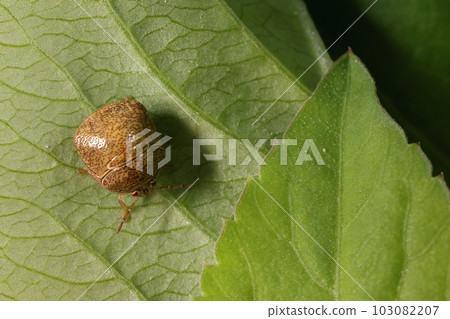 Creatures Insects Taiwanese stink bugs, southern stink bugs. A little smaller and lighter in color, legume lovers are the same Creatures Insects Taiwanese stink bugs, southern stink bugs. A little smaller and lighter in color, legume lovers are the same 103082207