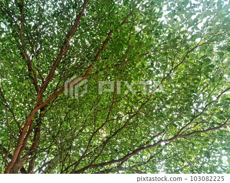 Close up of malabar almond plant Close up of malabar almond plant 103082225