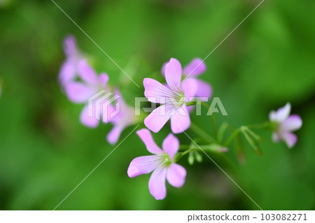紫草 103082271