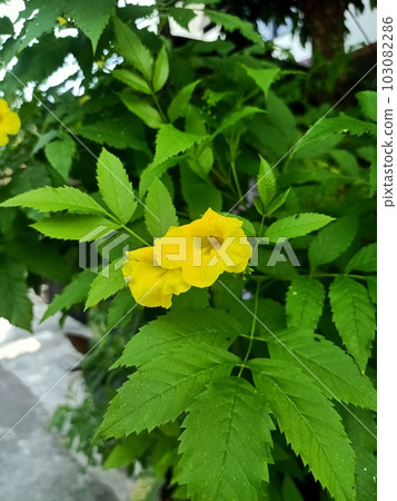 Close up of yellow trumpetbush plant Close up of yellow trumpetbush plant 103082286