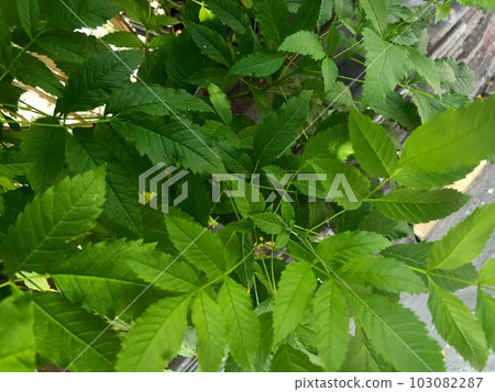 Close up of yellow trumpetbush plant Close up of yellow trumpetbush plant 103082287