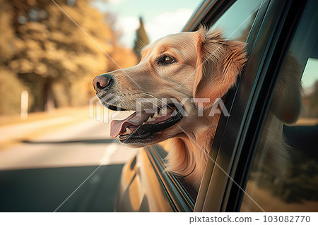 An Adorable Golden Retriever Enjoying a Road Trip from the Car Window, created with Generative AI An Adorable Golden Retriever Enjoying a Road Trip from the Car Window, created with Generative AI 103082770