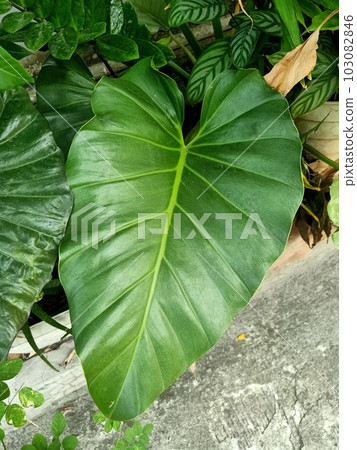 Close up of tannia plant 103082846
