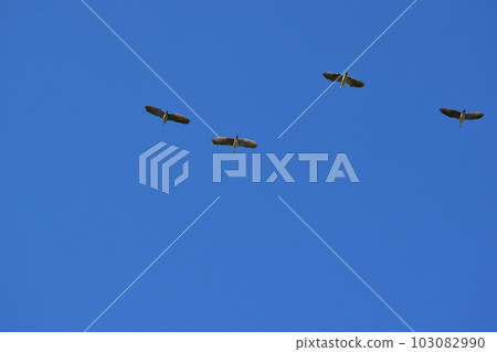 night heron passing overhead night heron passing overhead 103082990