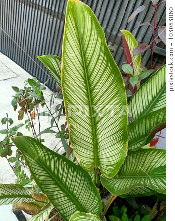Close up of pin stripe calathea Close up of pin stripe calathea 103083060