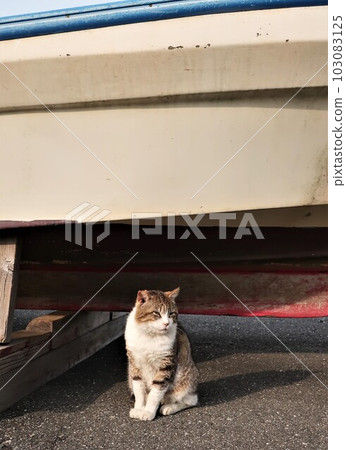 Wild cat in the fishing port Wild cat in the fishing port 103083125