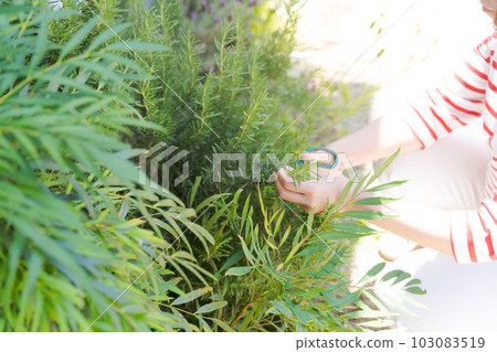 Hand photo of taking care of herbs Hand photo of taking care of herbs 103083519