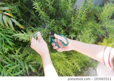 照顧草藥的手照片 照顧草藥的手照片 103083521