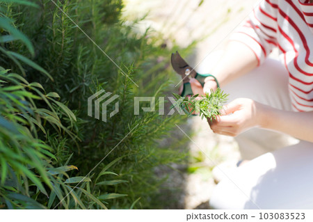 Hand photo of taking care of herbs 103083523