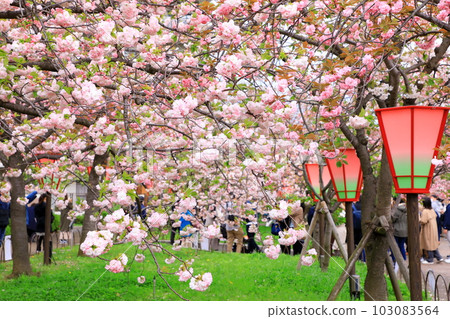 Mint morning sakura walk through Mint morning sakura walk through 103083564