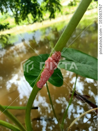 Close up of golden apple snail eggs on a plant 103083767