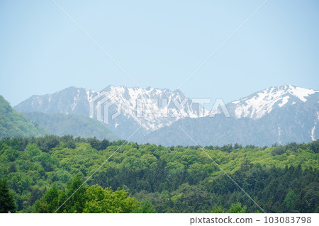 松本盛開的玫瑰園和阿爾卑斯山 103083798