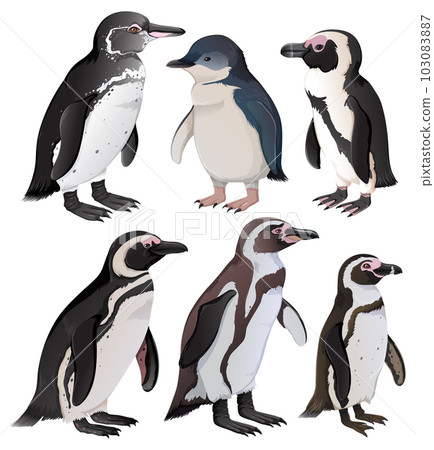 Set of baby penguins in different species 103083887