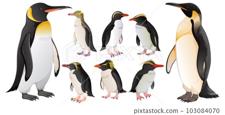 Set of penguins in different species 103084070