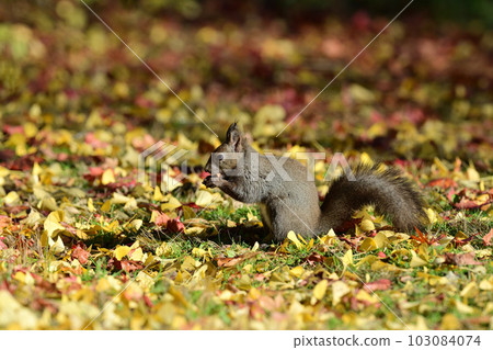 黃色的蝦夷松鼠 103084074