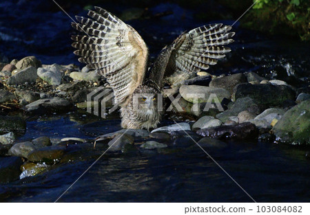 Shimous owl 103084082