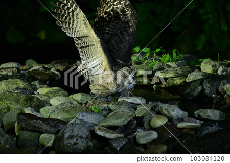 Shimous owl Shimous owl 103084120