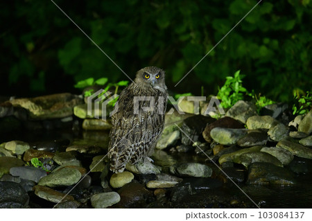 Shimous owl 103084137