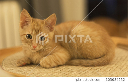 A cute ginger kitten with a classic marble pattern lies on the sofa. Adorable little pet. Soft focus 103084232