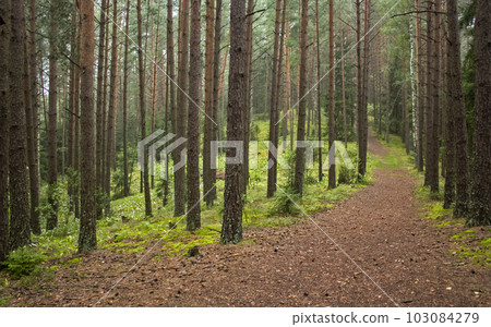 Panoramic view of wild pine forest in Belarus national park 103084279