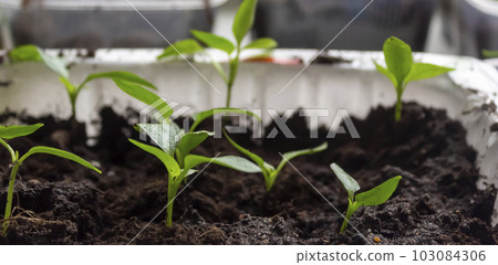 Seedlings of tomatoes and peppers on the windowsill at home Seedlings of tomatoes and peppers on the windowsill at home 103084306