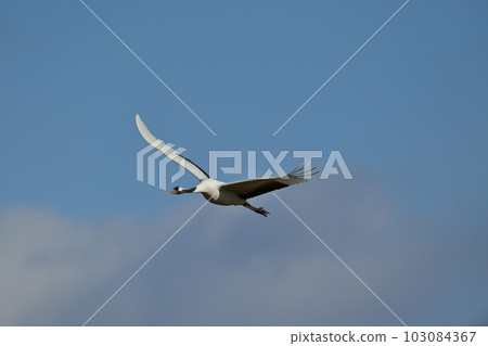 起重機飛行 起重機飛行 103084367