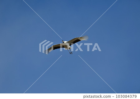 起重機飛行 起重機飛行 103084379