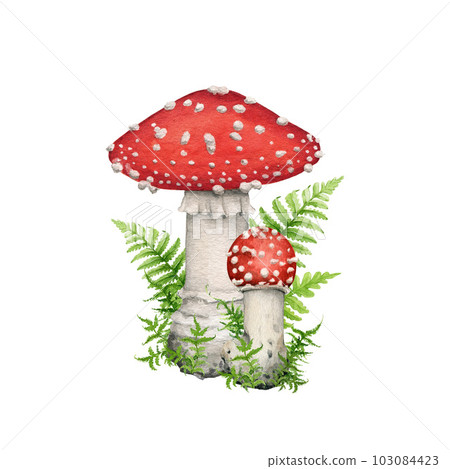 Fly agaric forest mushroom with green moss. Watercolor illustration. Hand drawn fungi amanita muscaria vintage style decor. Group of fly agaric mushrooms with forest herbs. White background Fly agaric forest mushroom with green moss. Watercolor illustration. Hand drawn fungi amanita muscaria vintage style decor. Group of fly agaric mushrooms with forest herbs. White background 103084423
