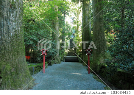 被大杉樹包圍的箱根神社的方法 103084425