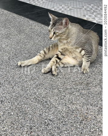 Street cats laying on the floor 103084492