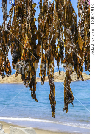 Hanging seaweed drying in the sun 103084918