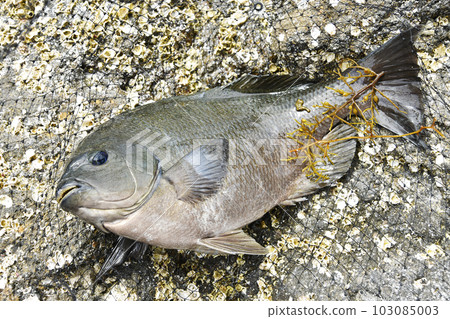 剛捕到的鯛魚 剛捕到的鯛魚 103085003