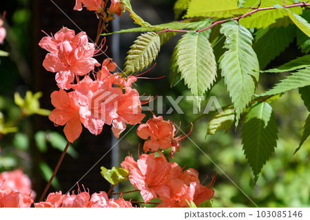 映山紅 映山紅 103085146