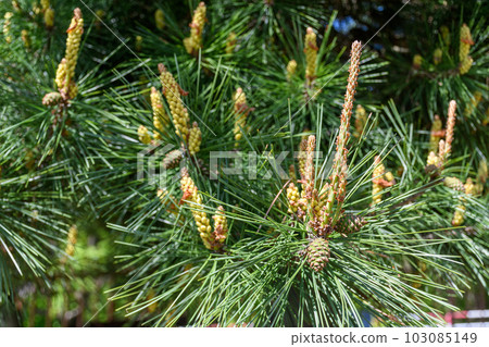 Pine tree 103085149
