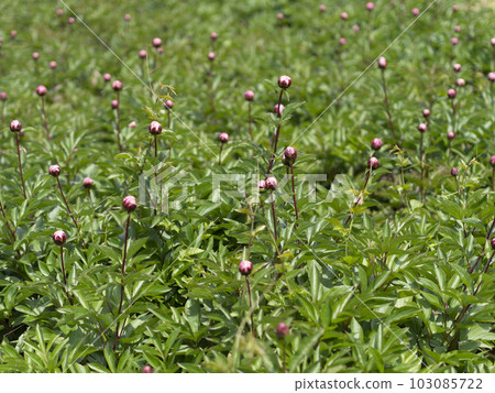 Peony buds blooming in a botanical garden Peony buds blooming in a botanical garden 103085722