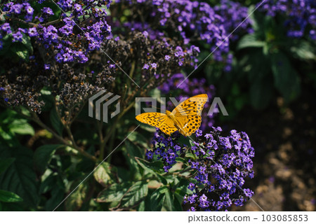 Butterfly pollinates heliotrope flowers in summer in the garden Butterfly pollinates heliotrope flowers in summer in the garden 103085853