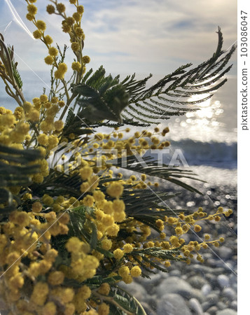 Mimosa against the background of the sea. 103086047