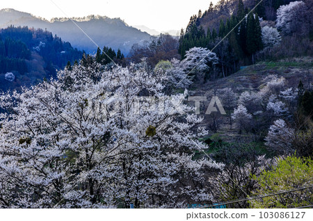 早春長野縣小川町野櫻花盛開的景色 早春長野縣小川町野櫻花盛開的景色 103086127