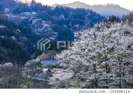 早春長野縣小川町野櫻花盛開的景色 早春長野縣小川町野櫻花盛開的景色 103086128
