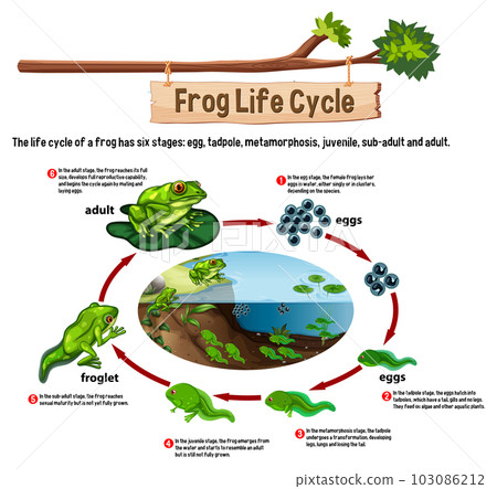 Frog Life Cycle concept vector 103086212