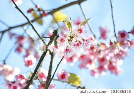 Pink blossom sakura in Thailand Pink blossom sakura in Thailand 103086338