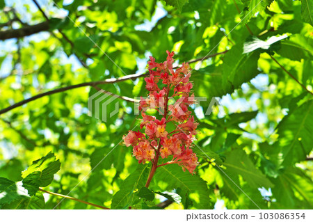 Pink horse chestnut flowers (spring, May) 103086354