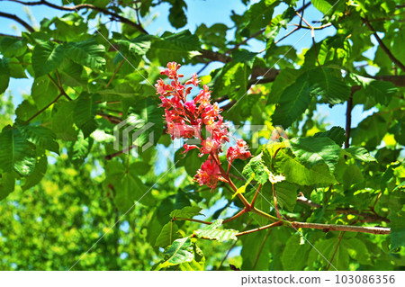 Pink horse chestnut flowers (spring, May) Pink horse chestnut flowers (spring, May) 103086356
