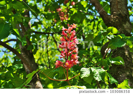 Pink horse chestnut flowers (spring, May) 103086358